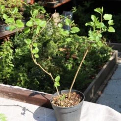 'King James' Mulberry Tree | Morus Nigra 10 'King James' Mulberry Tree | Morus Nigra -Greenzy Sales Store FRU0380 3