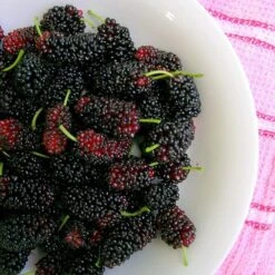 'King James' Mulberry Tree | Morus Nigra 13 'King James' Mulberry Tree | Morus Nigra -Greenzy Sales Store FRU0380 4