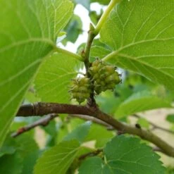 'King James' Mulberry Tree | Morus Nigra 11 'King James' Mulberry Tree | Morus Nigra -Greenzy Sales Store FRU0380 7