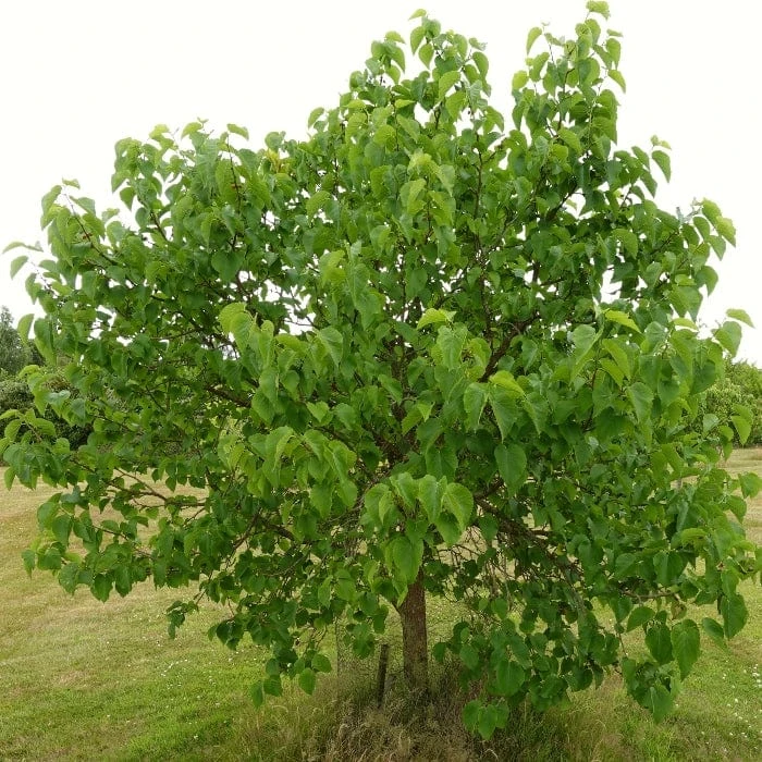 'King James' Mulberry Tree | Morus Nigra 7 'King James' Mulberry Tree | Morus Nigra - Image 7