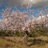 'Sultane' Almond Tree | Prunus Dulcis -Greenzy Sales Store FRU0384 1