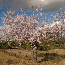 'Sultane' Almond Tree | Prunus Dulcis