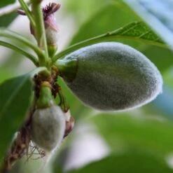'Sultane' Almond Tree | Prunus Dulcis -Greenzy Sales Store FRU0384 4