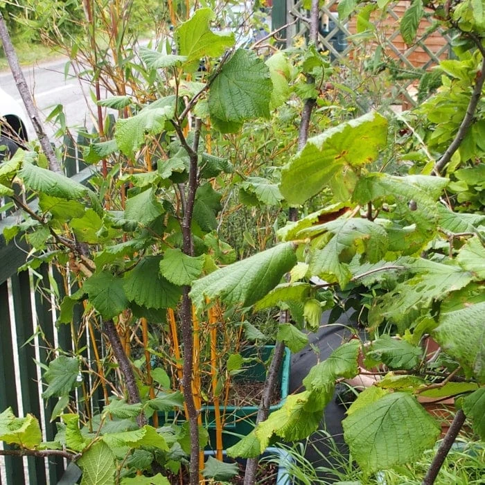 'Webb's Prize' Cobnut Tree | Corylus Avellana 2 'Webb's Prize' Cobnut Tree | Corylus Avellana - Image 2