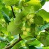 'Webb's Prize' Cobnut Tree | Corylus Avellana -Greenzy Sales Store FRU0389 2