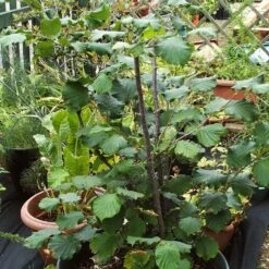 'Webb's Prize' Cobnut Tree | Corylus Avellana 8 'Webb's Prize' Cobnut Tree | Corylus Avellana -Greenzy Sales Store FRU0389 4