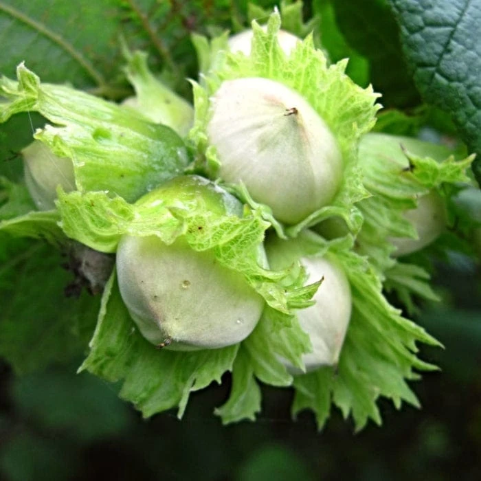 'Hall'sche Reissenuss' / 'Merveille De Bollwyller' Cobnut Tree 1 'Hall'sche Reissenuss' / 'Merveille De Bollwyller' Cobnut Tree