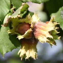 'Pearson's Prolific' / 'Nottingham Early' Filbert Tree 7 'Pearson's Prolific' / 'Nottingham Early' Filbert Tree -Greenzy Sales Store FRU0398 3