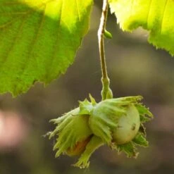 'Pearson's Prolific' / 'Nottingham Early' Filbert Tree 8 'Pearson's Prolific' / 'Nottingham Early' Filbert Tree -Greenzy Sales Store FRU0398 4