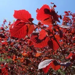 Greenzy Sales Store -Greenzy Sales Store FRU0401 1