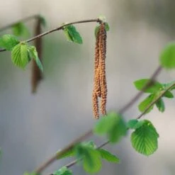 'Purpurea' Filbert Tree | Purple Filbert Tree -Greenzy Sales Store FRU0401 3