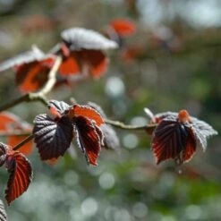 'Purpurea' Filbert Tree | Purple Filbert Tree -Greenzy Sales Store FRU0401 4