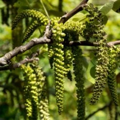 Walnut Tree | Juglans Regia 7 Walnut Tree | Juglans Regia -Greenzy Sales Store FRU0410 3