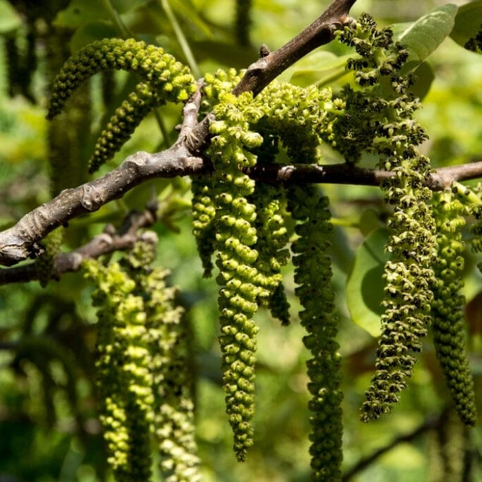 Walnut Tree | Juglans Regia 3 Walnut Tree | Juglans Regia - Image 3