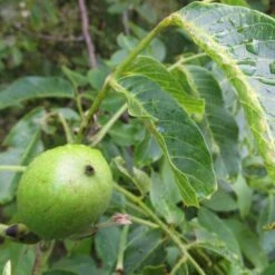 Walnut Tree | Juglans Regia 8 Walnut Tree | Juglans Regia -Greenzy Sales Store FRU0410 4
