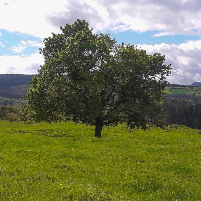 'Buccaneer' Walnut Tree 1 'Buccaneer' Walnut Tree