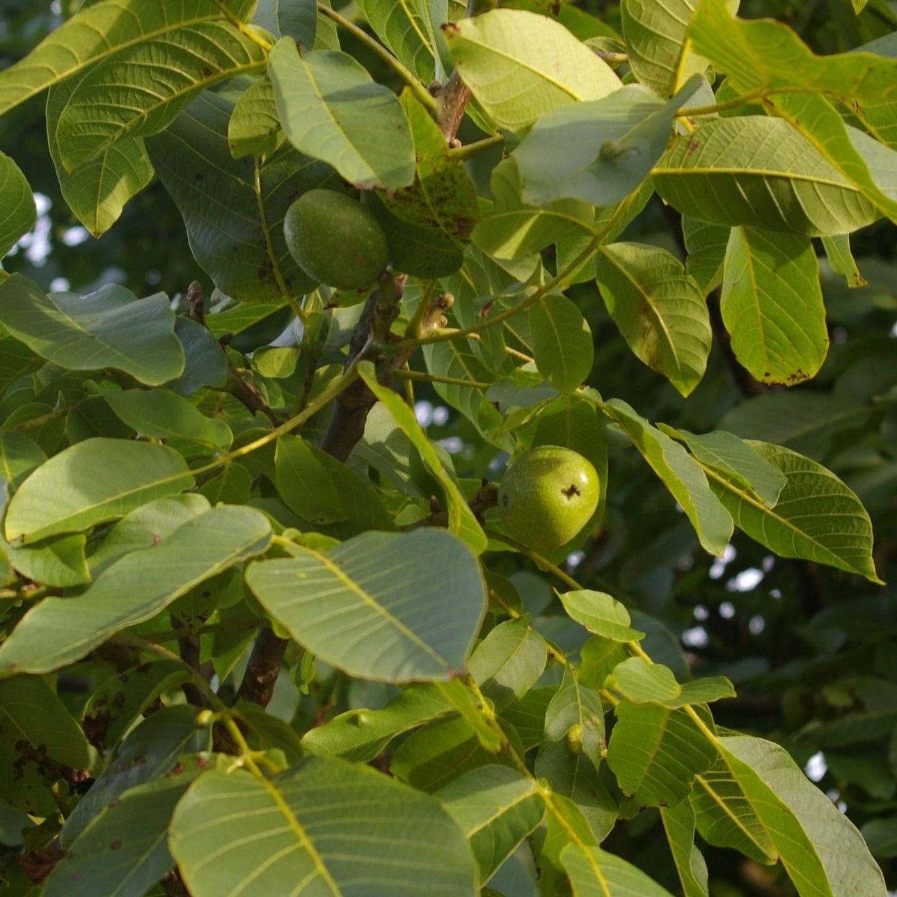 'Buccaneer' Walnut Tree 2 'Buccaneer' Walnut Tree - Image 2