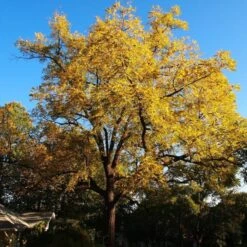 'Buccaneer' Walnut Tree 7 'Buccaneer' Walnut Tree -Greenzy Sales Store FRU0413 4