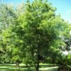 'Lara' Walnut Tree -Greenzy Sales Store FRU0414 1