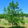'Europa' Walnut Tree -Greenzy Sales Store FRU0416 1