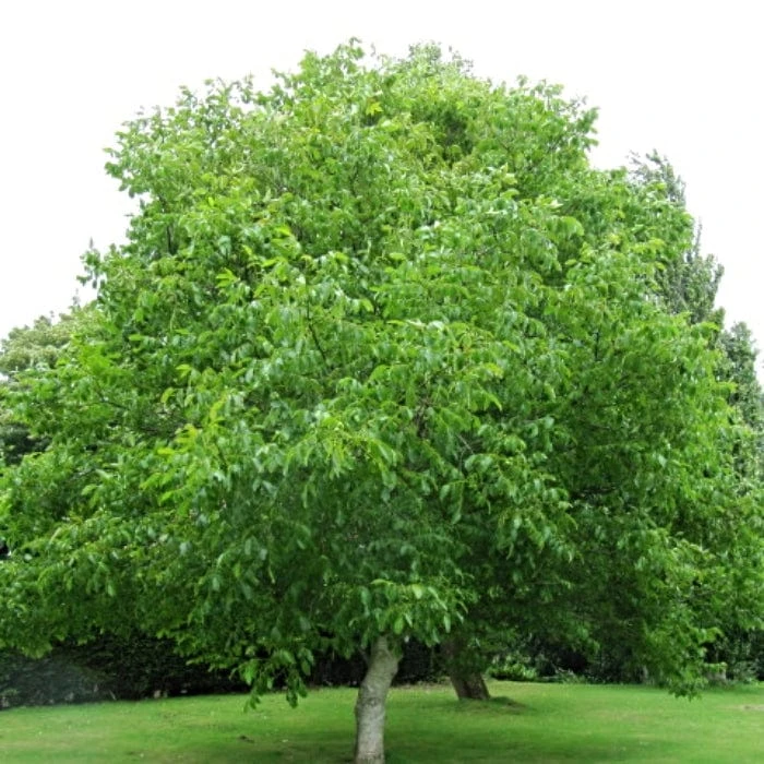 'Europa' Walnut Tree 4 'Europa' Walnut Tree - Image 4