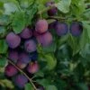 'Guinevere' Plum Tree -Greenzy Sales Store FRU0435 1