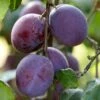 'Rivers Early Prolific' Plum Tree -Greenzy Sales Store FRU0437 1