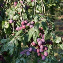 'Rivers Early Prolific' Plum Tree -Greenzy Sales Store FRU0437 2