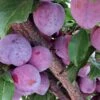 'Lizzie' Plum Tree 6 'Lizzie' Plum Tree -Greenzy Sales Store FRU0439 1