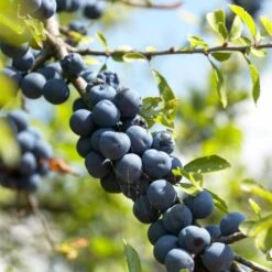 'Southampton Selection' Sloe Tree -Greenzy Sales Store FRU0441 1 94791b2e dddb 4211 925f a0c8780559d0