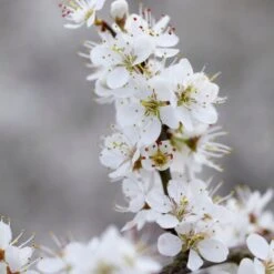 'Southampton Selection' Sloe Tree -Greenzy Sales Store FRU0441 3 2457e5ec c895 4c69 8f4b f2f32ae67a0e