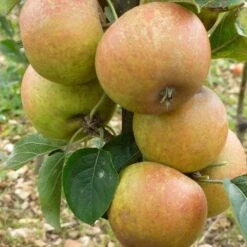 'Ashmeads Kernel' Apple Tree -Greenzy Sales Store FRU0448 2