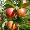 'Ellisons Orange' Apple Tree -Greenzy Sales Store FRU0452 1