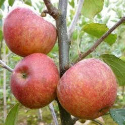 'Kidd's Orange Pippin' Apple Tree -Greenzy Sales Store FRU0455 1
