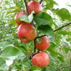 'Pixie' Apple Tree 12 'Pixie' Apple Tree -Greenzy Sales Store FRU0459 3