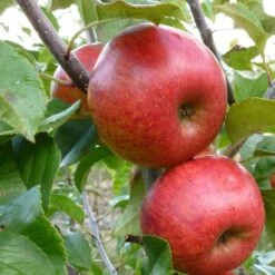 'Pixie' Apple Tree 13 'Pixie' Apple Tree -Greenzy Sales Store FRU0459 4