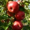 'Pixie' Apple Tree 16 'Pixie' Apple Tree -Greenzy Sales Store FRU0459 6