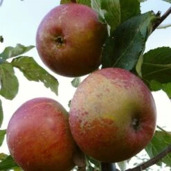 'Queen Cox' Apple Tree -Greenzy Sales Store FRU0461 1