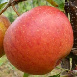 'Rubinette' Apple Tree -Greenzy Sales Store FRU0464 1
