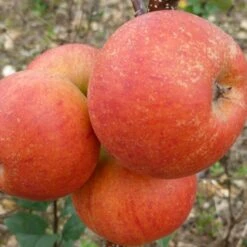 Best Apple Trees For Any Purpose | Growers' Choice -Greenzy Sales Store FRU0464 2 d9e595f1 5a69 4549 b473 0d8d153e319d