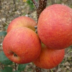 'Rubinette' Apple Tree -Greenzy Sales Store FRU0464 3