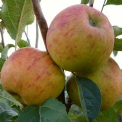 'Winter Gem' Apple Tree 10 'Winter Gem' Apple Tree -Greenzy Sales Store FRU0466 3