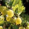 Hinnonmaki Yellow' Gooseberry Bush 5 Hinnonmaki Yellow' Gooseberry Bush -Greenzy Sales Store FRU0474 1