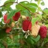 'Cascade Delight' Raspberry Plant -Greenzy Sales Store FRU0479 1