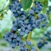 Ozarkblue' Blueberry Bush -Greenzy Sales Store FRU0485 1