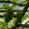 'Orion' Grape Vine 13 'Orion' Grape Vine -Greenzy Sales Store FRU0490 1