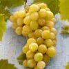 'Muscat Of Alexandria' Grape Vine -Greenzy Sales Store FRU0492 1