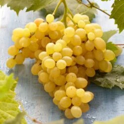 'Muscat Of Alexandria' Grape Vine -Greenzy Sales Store FRU0492 3