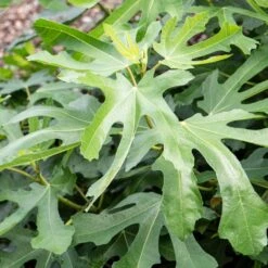 'Little Miss Figgy' Patio Fig Tree -Greenzy Sales Store FRU0502 2