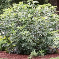 'Little Miss Figgy' Patio Fig Tree -Greenzy Sales Store FRU0502 3